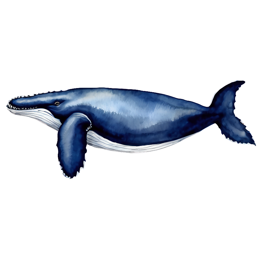 Humpback Whale Watercolor Painting Png Bsk30 PNG Image