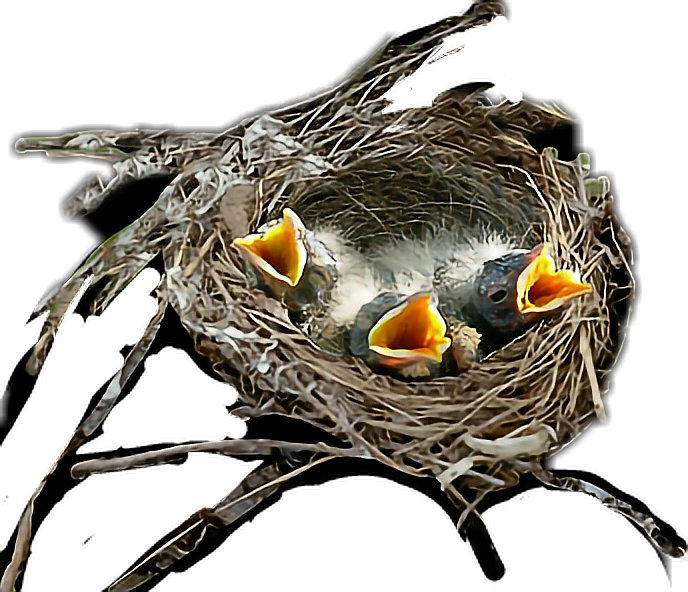 Hungry Chicksin Nest.png PNG Image