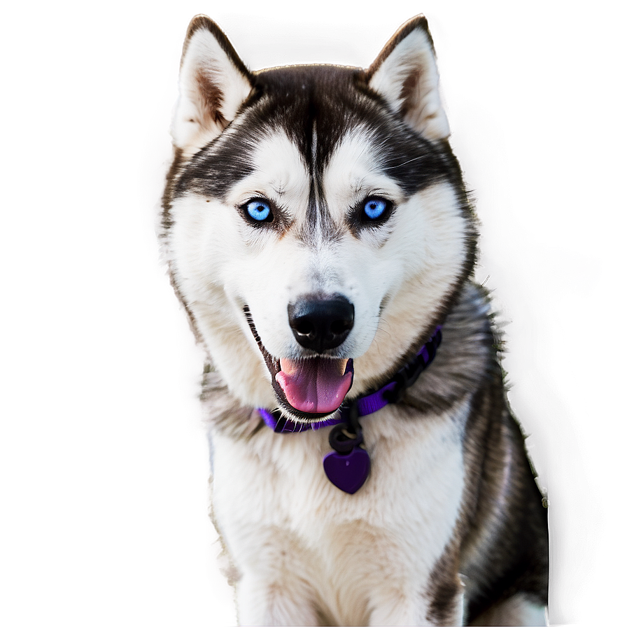 Husky D PNG Image