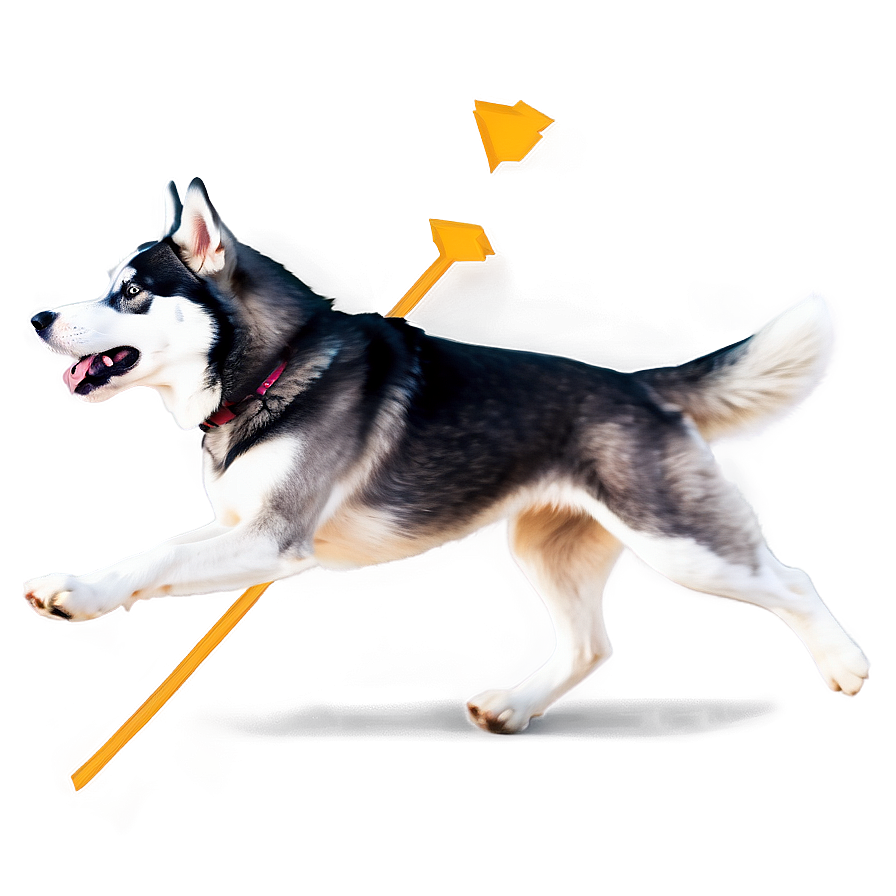 Husky Dog Running Png Hfe9 PNG Image