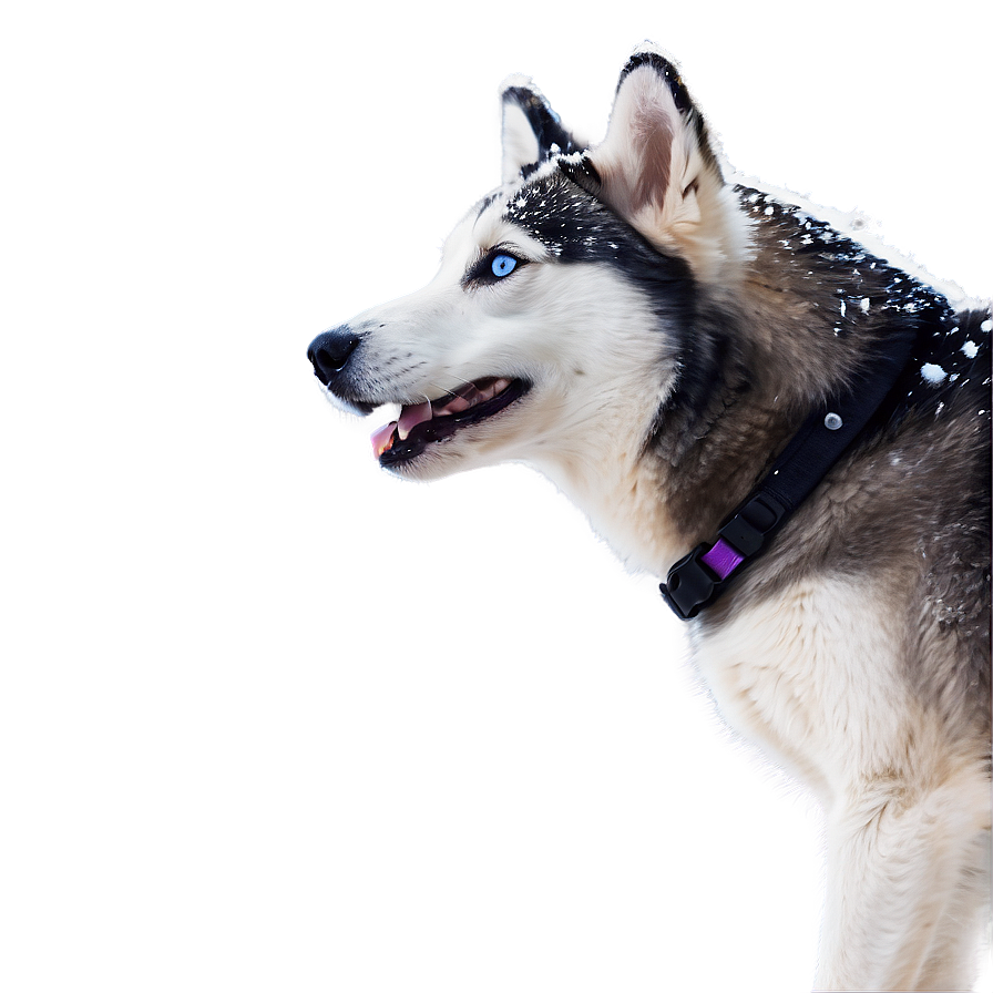 Husky Enjoying Snowfall Png Fpl PNG Image