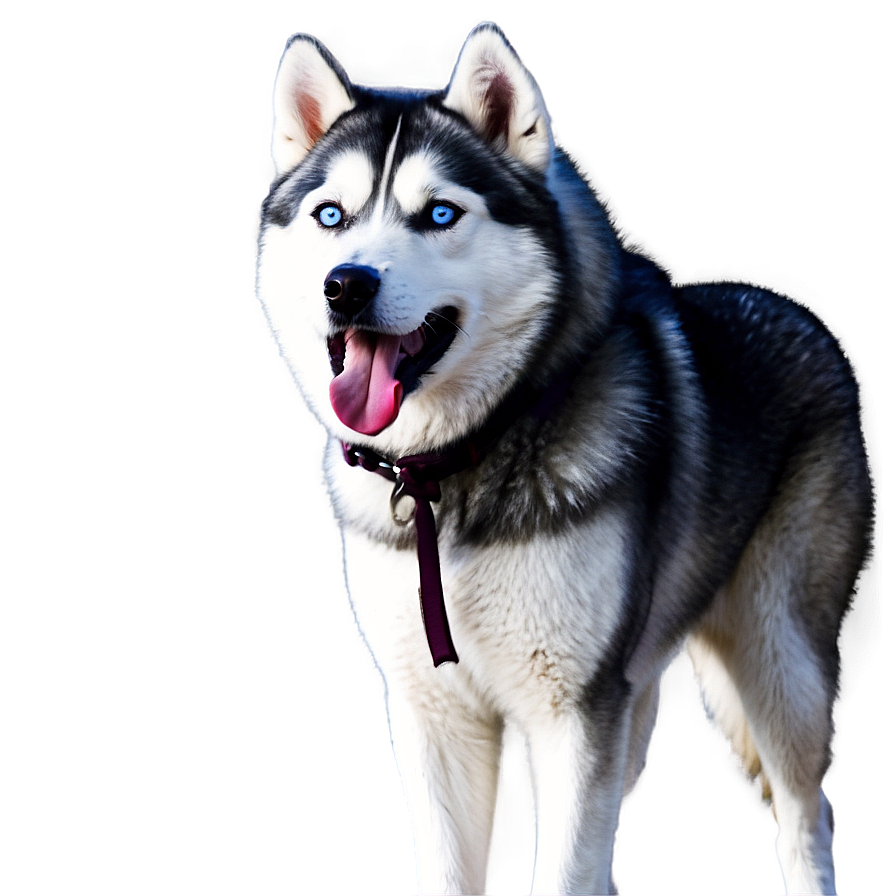 Husky Pack Leadership Png 77 PNG Image