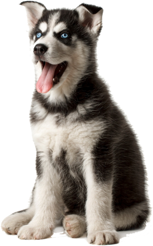 Husky Puppy With Blue Eyes PNG Image