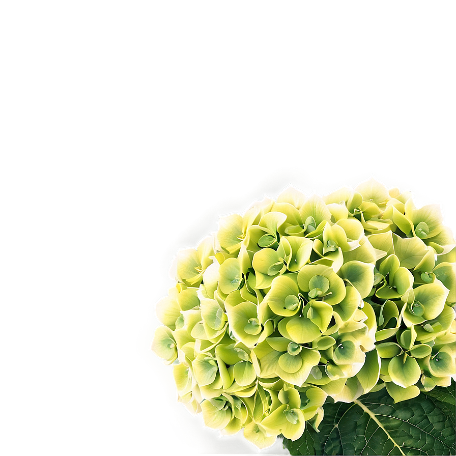 Hydrangea Background Png 23 PNG Image