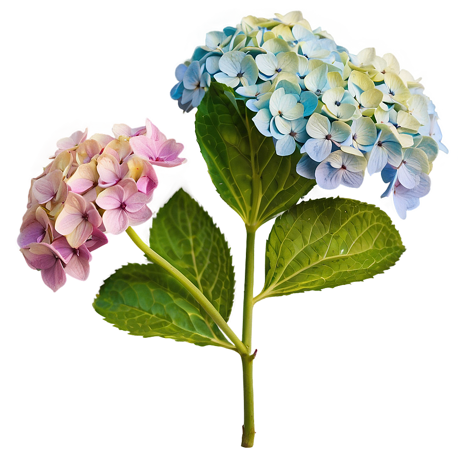 Hydrangea Bloom Png 48 PNG Image