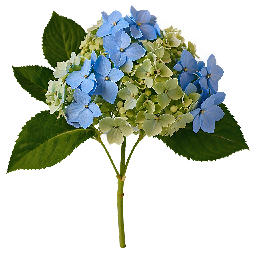 Hydrangea Blossom Png 05242024 PNG Image