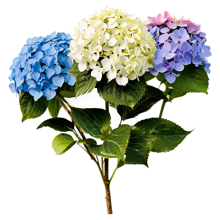 Hydrangea Bush Png Gtp93 PNG Image