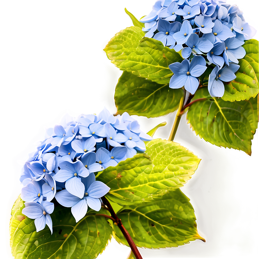 Hydrangea Clipart Png 05242024 PNG Image