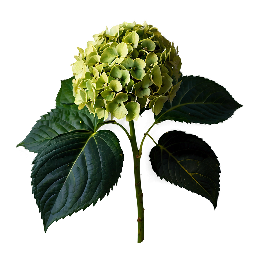 Hydrangea Flower Png Xsp PNG Image