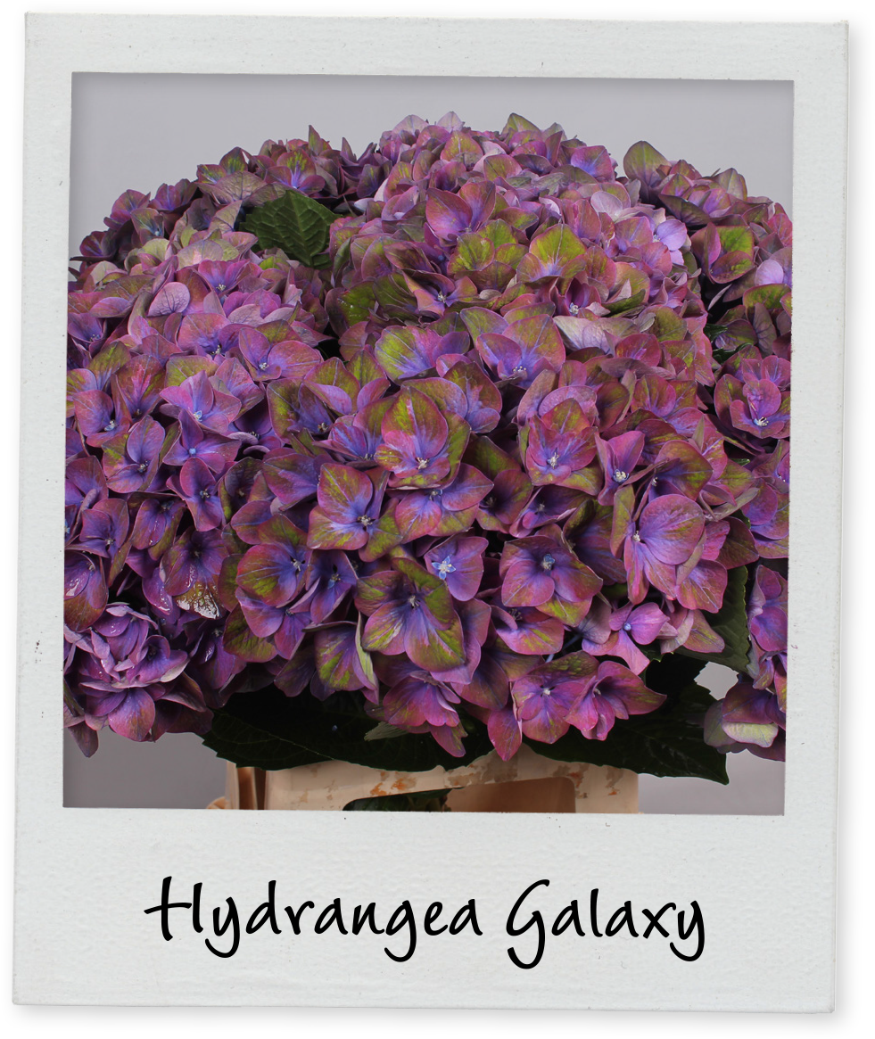 Hydrangea Galaxy Floral Display PNG Image