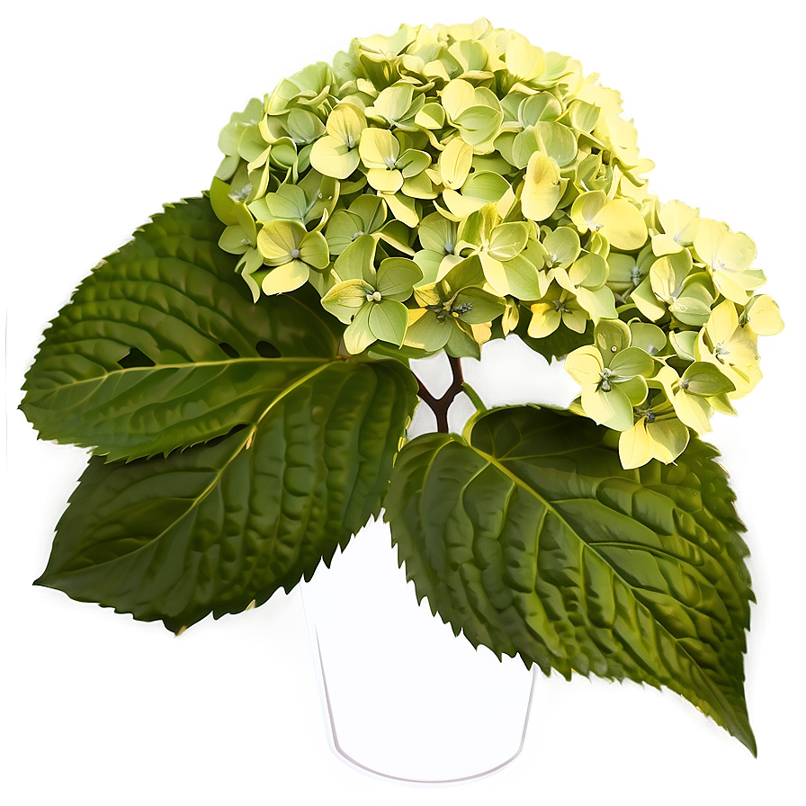 Hydrangea Illustration Png 32 PNG Image