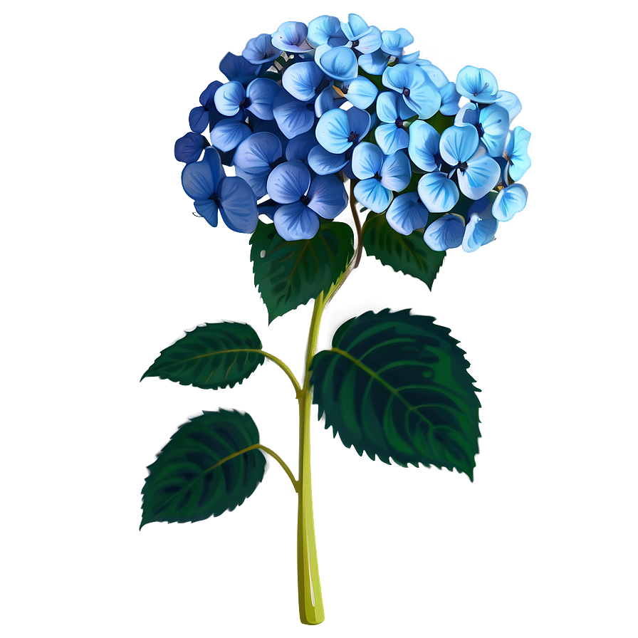 Hydrangea Illustration Png Oql41 PNG Image