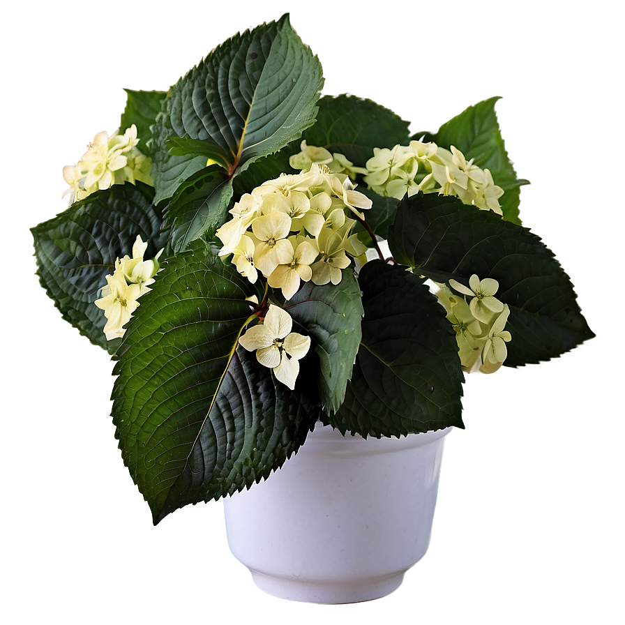 Hydrangea In Sunlight Png 05242024 PNG Image