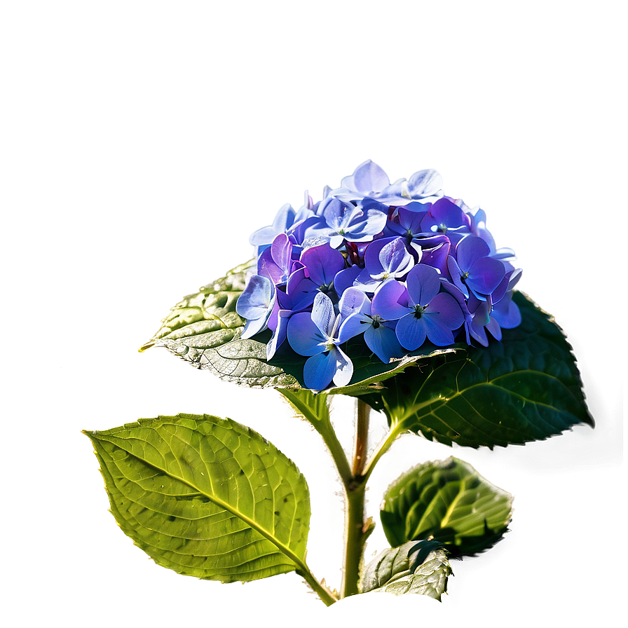 Hydrangea In Sunlight Png Pbs PNG Image