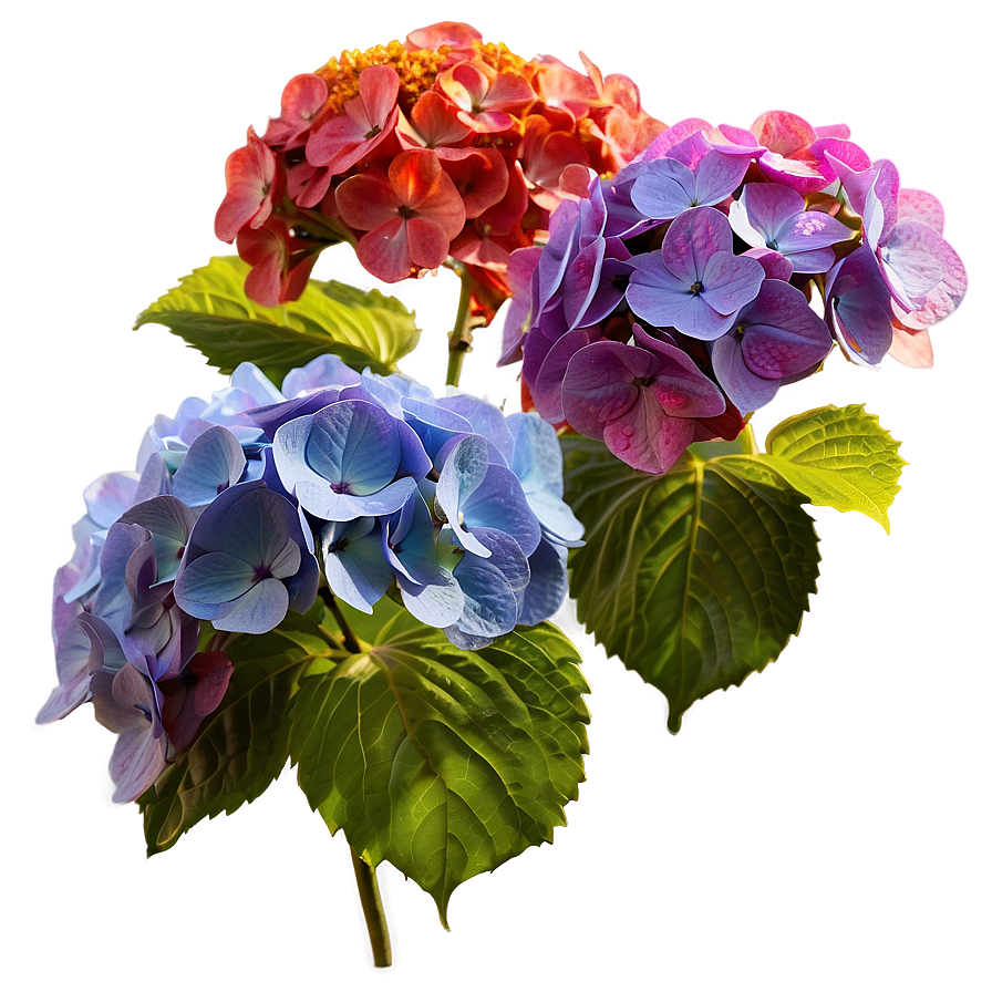 Hydrangea In Sunlight Png Xjb64 PNG Image