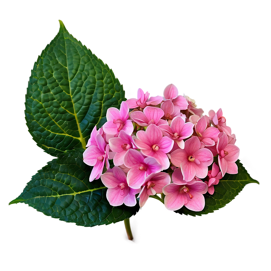 Hydrangea Macrophylla Png Kkq PNG Image