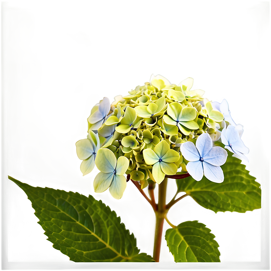 Hydrangea Macrophylla Png Ooj PNG Image