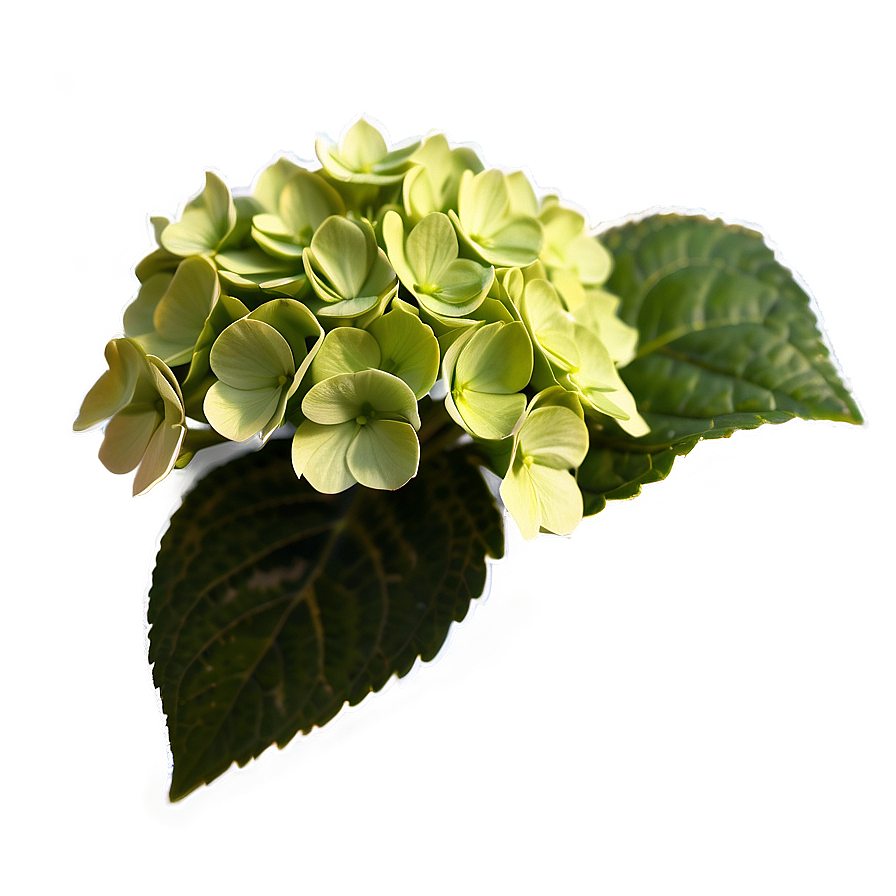 Hydrangea Mosaic Png 05242024 PNG Image