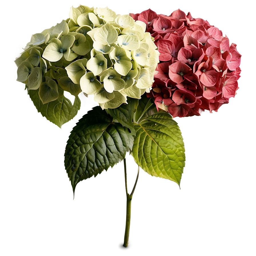 Hydrangea Pattern Png Jxj PNG Image