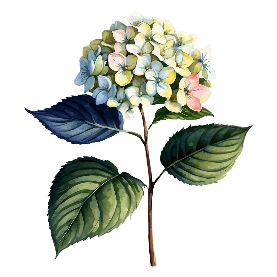 Hydrangea Watercolor Detail Png Bgk7 PNG Image