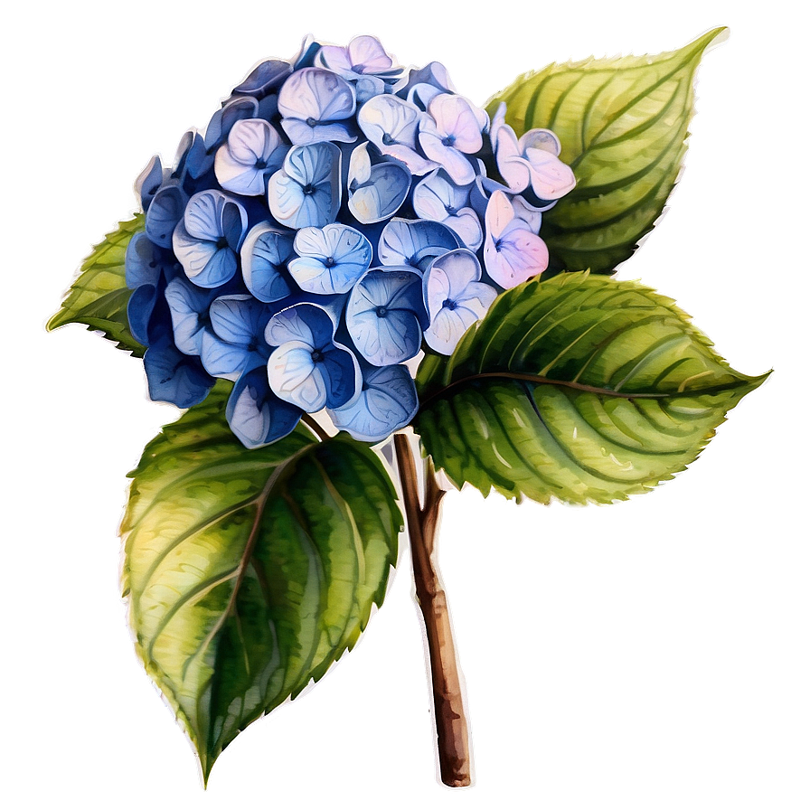 Hydrangea Watercolor Png Uef PNG Image