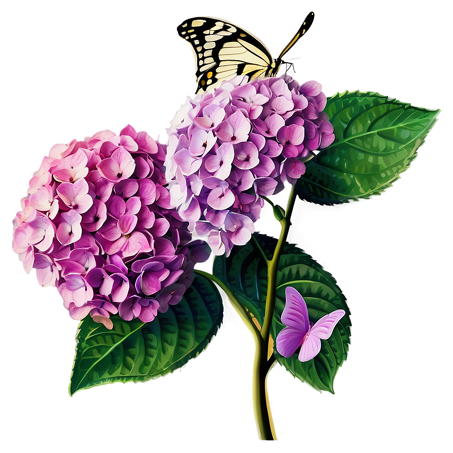 Hydrangea With Butterfly Png 97 PNG Image