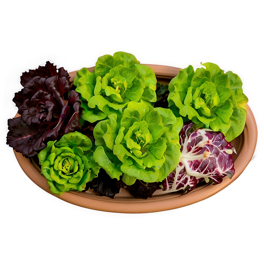 Hydroponic Lettuce Png 12 PNG Image