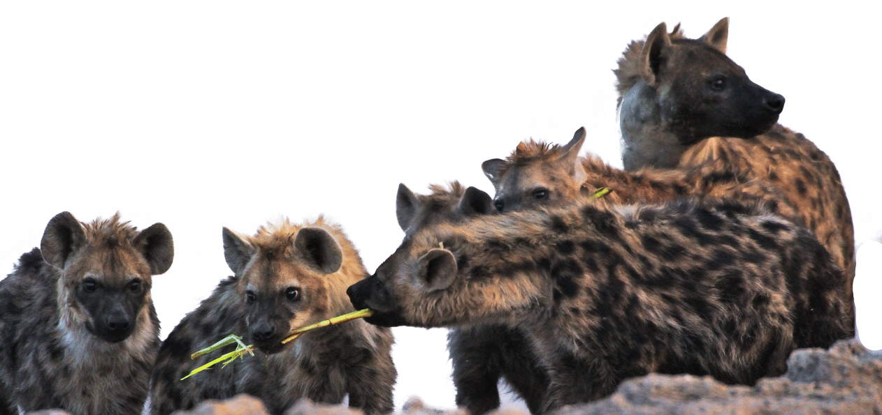 Hyena Family Gathering.png PNG Image