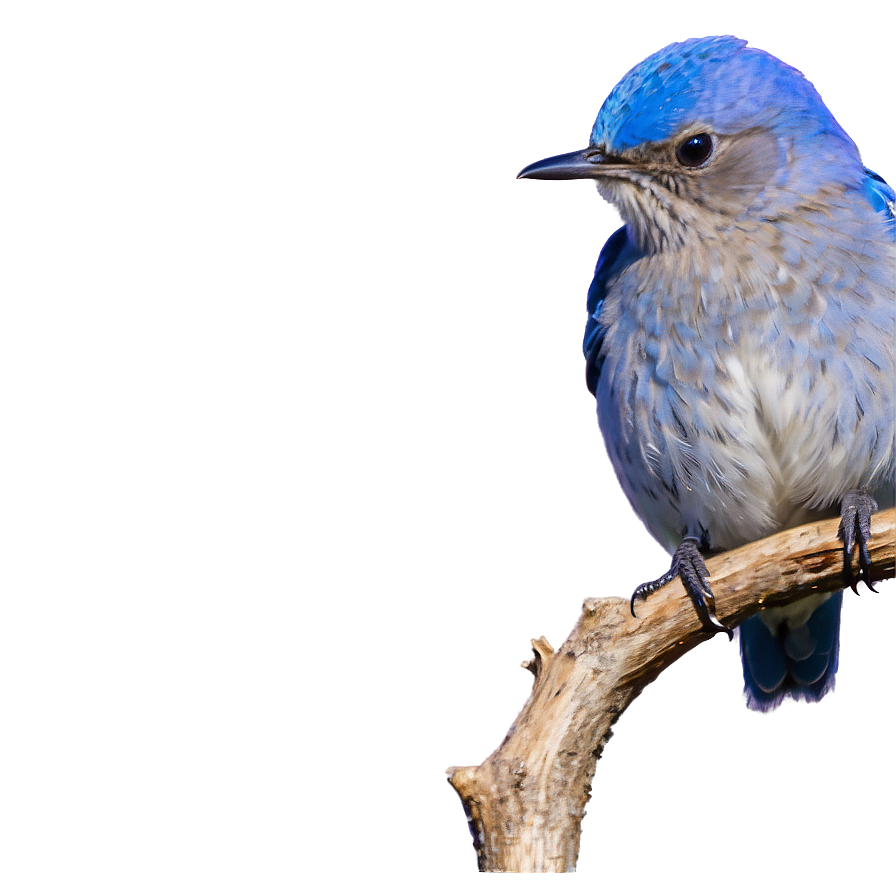 Idaho State Bird Mountain Bluebird Png Xsn PNG Image