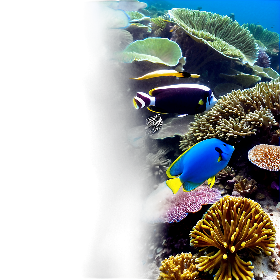 Idyllic Coral Reef Escape Png Mhu64 PNG Image