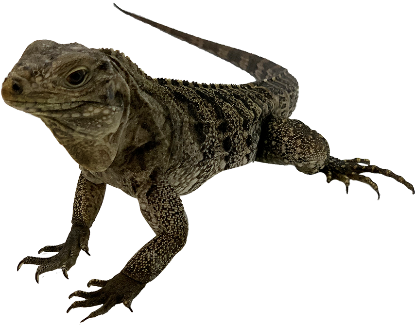 Iguanaon Blue Background.png PNG Image