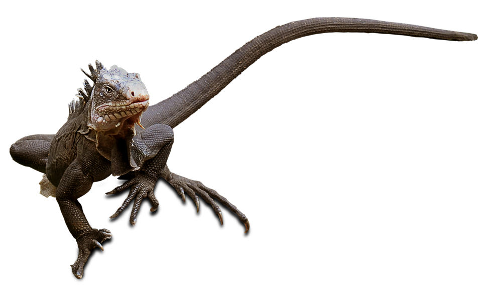 Iguanaon Branch PNG Image