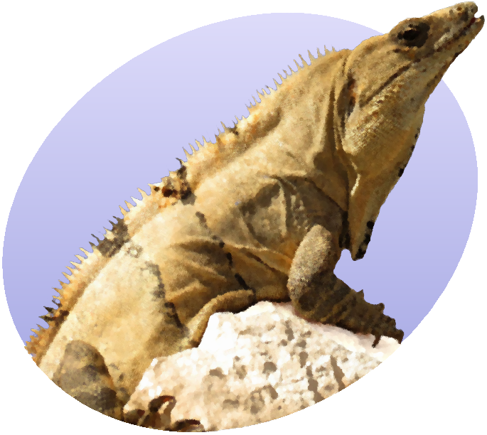 Iguanaon Rock Profile PNG Image