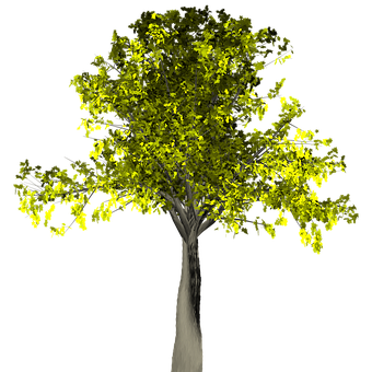 Illuminated Tree Against Night Sky PNG Image