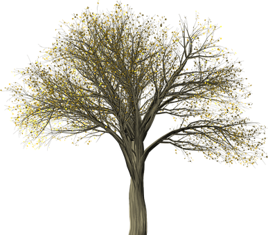 Illuminated Tree Against Night Sky PNG Image