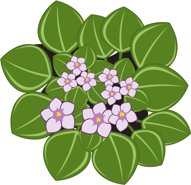 Illustrated African Violets PNG Image