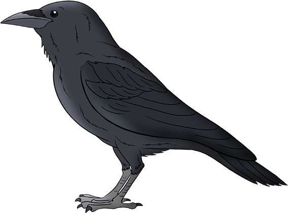 Illustrated Black Bird Standing PNG Image