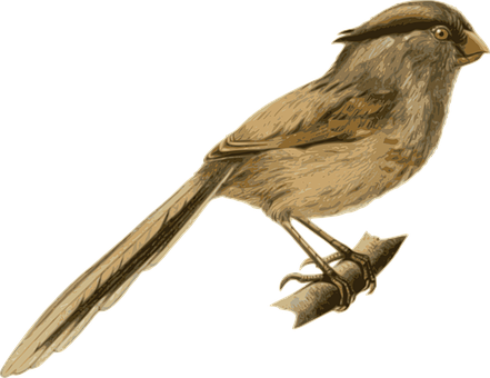 Illustrated Brown Bird Perched PNG Image