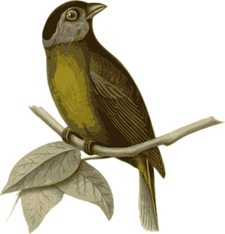 Illustrated Brown Birdon Branch PNG Image