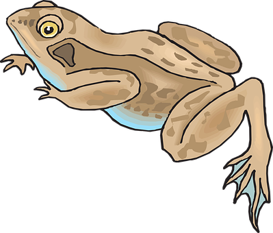 Illustrated Brown Frog Graphic PNG Image