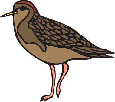 Illustrated Brown Shorebird PNG Image