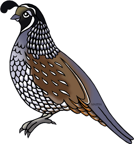 Illustrated California Quail PNG Image