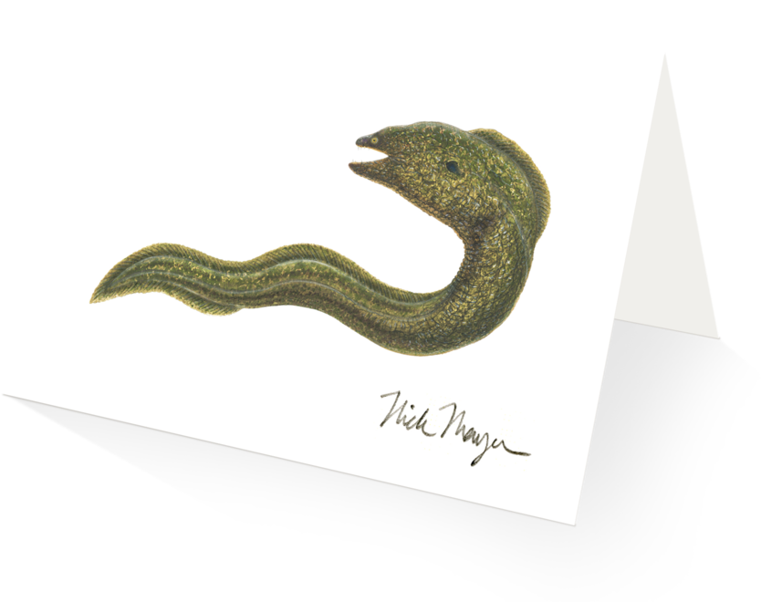 Illustrated Eel Artwork PNG Image