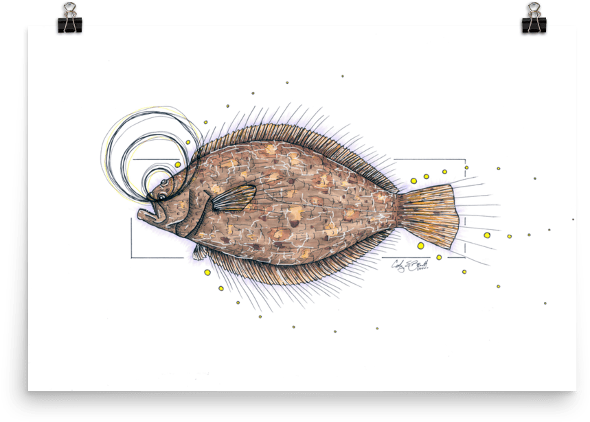 Illustrated Flounder Sketch PNG Image