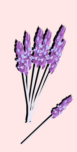 Illustrated Lavender Bouquet PNG Image