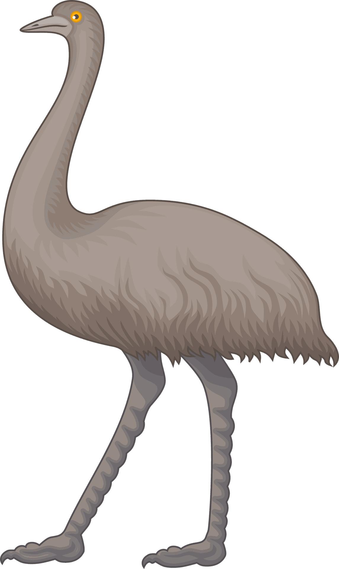 Illustrated Ostrich Standing PNG Image