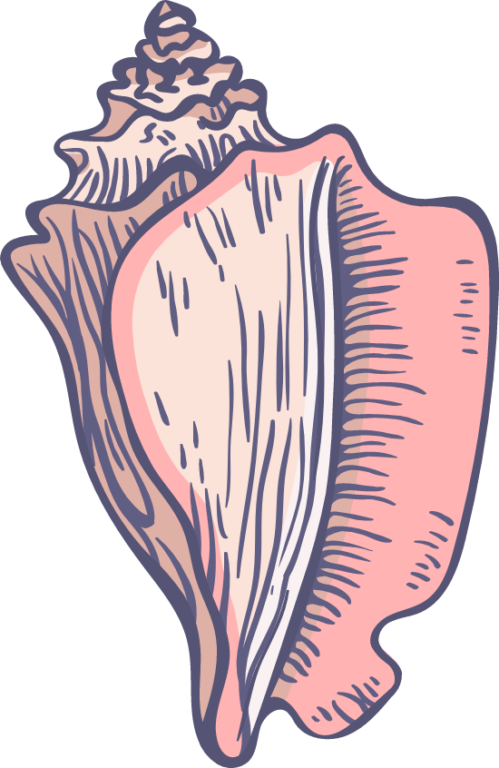 Illustrated Pink Conch Shell PNG Image