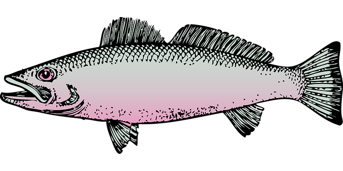 Illustrated Pink Salmon PNG Image