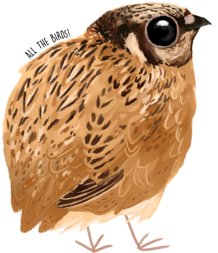 Illustrated Quail Portrait PNG Image