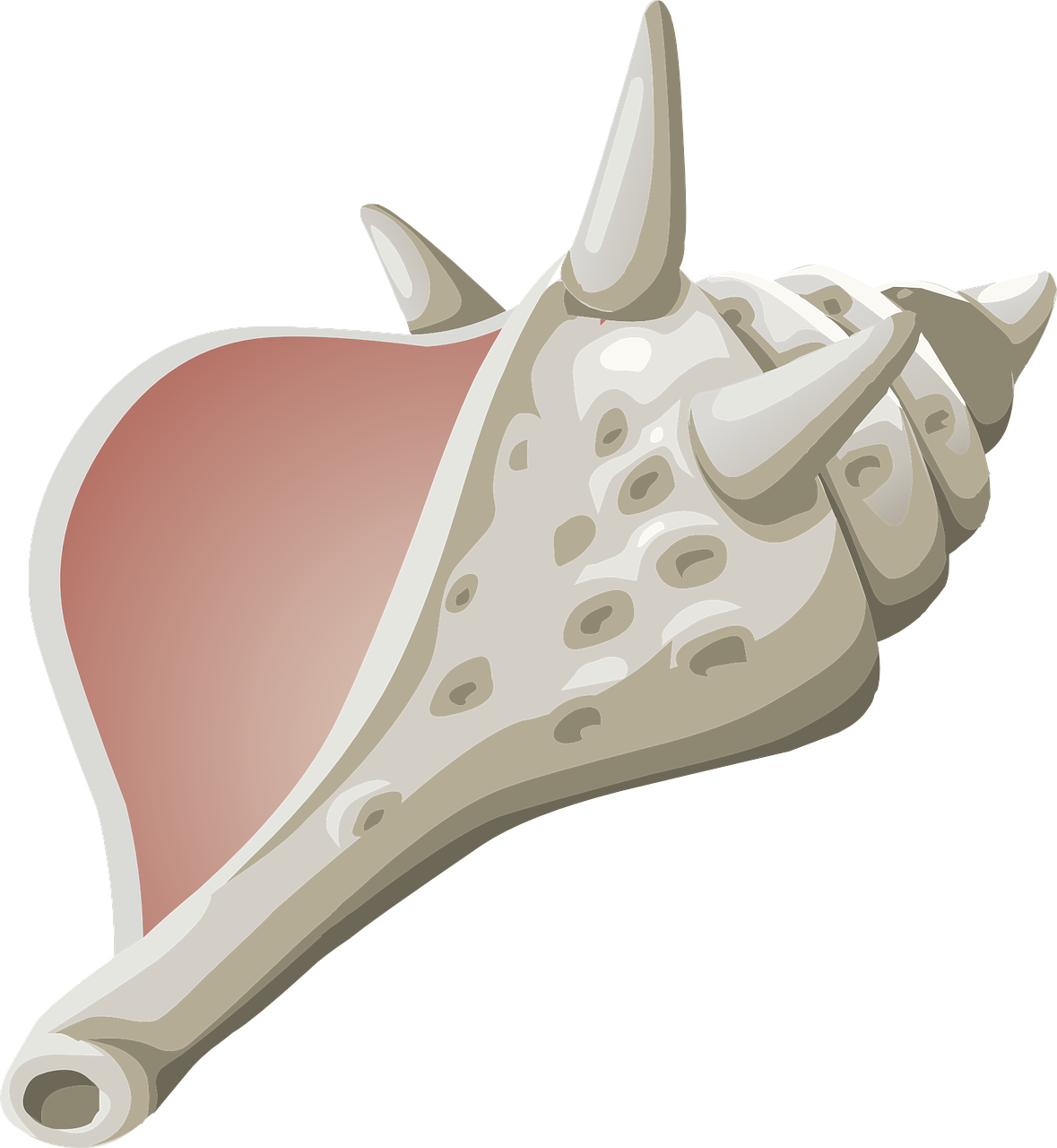 Illustrated Sea Conch Shell PNG Image